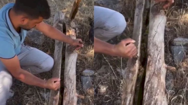    Qurumuş ağacın kötüyünü açan Türkiyə sakini gördüklərinə inanmadı - Video   