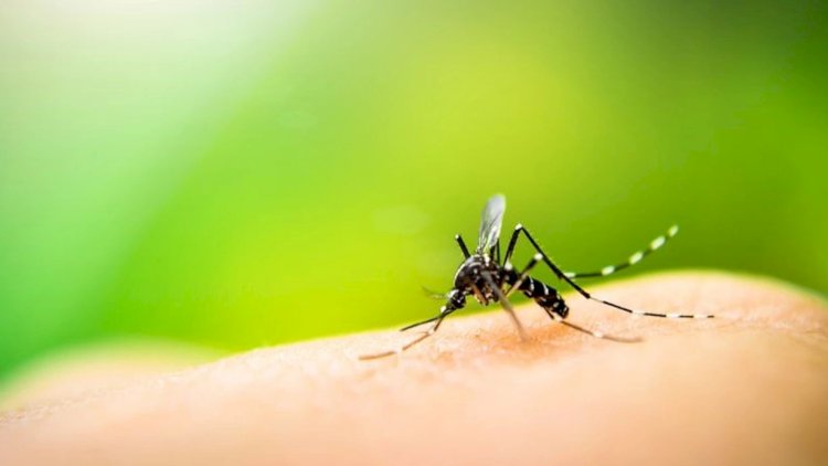    Ağcaqanad insanı belə öldürdü – Yeni virus, ilk ölüm...   