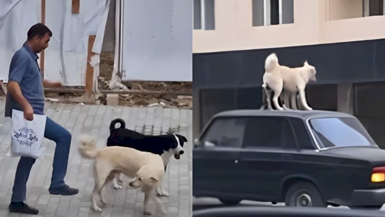    Xırdalanda qorxunc mənzərə: Sahibsiz itlərin sakinlərə hücumu - Video   