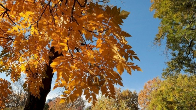    Payızda xəstələnməmək üçün bu qidaları qəbul edin    