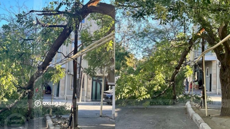    Bakının mərkəzində qırılan ağac yolu bağladı   