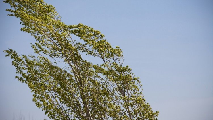    Külək, yağış... - HAVA PROQNOZU   