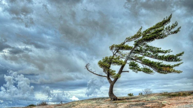    Hidrometeorologiya Xidmətindən küləklə bağlı SARI XƏBƏRDARLIQ   