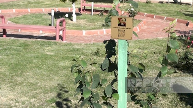    Naxçıvanda “Şəhidlər bağı” salınacaq   