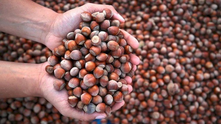    Fındıqçılıqla bağlı   həyəcan siqnalı