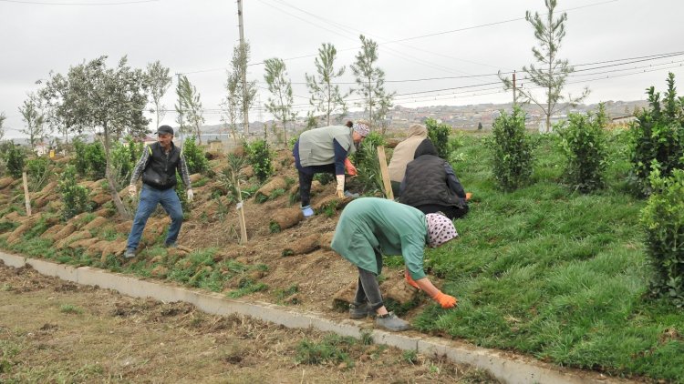    Abşeronda “Yaşıl dünya naminə həmrəylik ili” çərçivəsində silsilə ağacəkmə aksiyaları keçirilir   