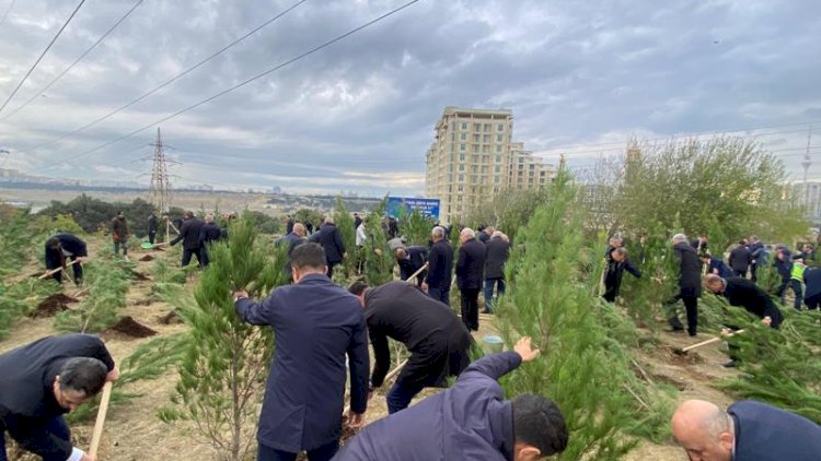    Paytaxtda kütləvi ağacəkmə aksiyaları davam edir   