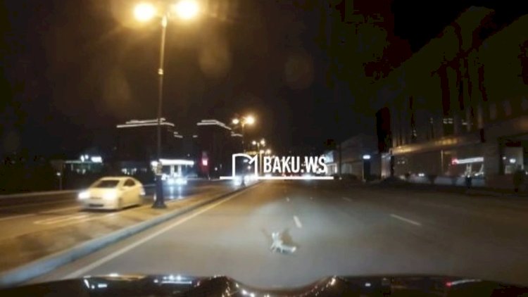    Bakıda Babək prospektində tülkü peyda oldu   