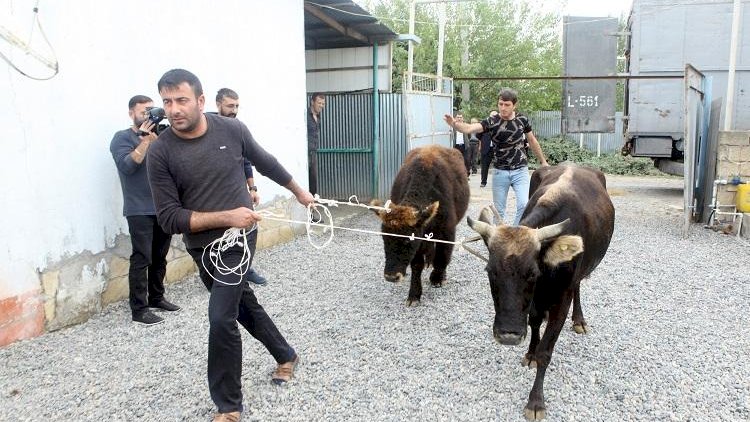    “Oliqarxların çıxdaş heyvanını baha qiymətə sənədləşdirirlər” -   Məclisdə başlayan mübahisəyə sözardı