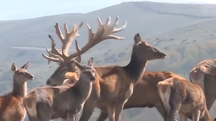   Fauna aləmi ilə hamının diqqətini çəkən Şamaxıdan görüntülər   