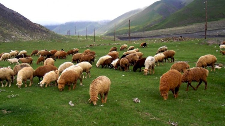    Ətin bahalaşma səbəbləri məlum oldu   