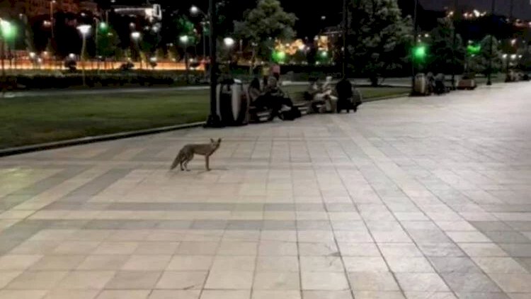    Bulvardakı tülkülərlə bağlı niyə tədbir görülmür?   