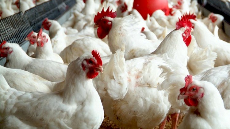    Yeni il ərəfəsində quş əti bahalaşıb? – 20 manata qədər...   