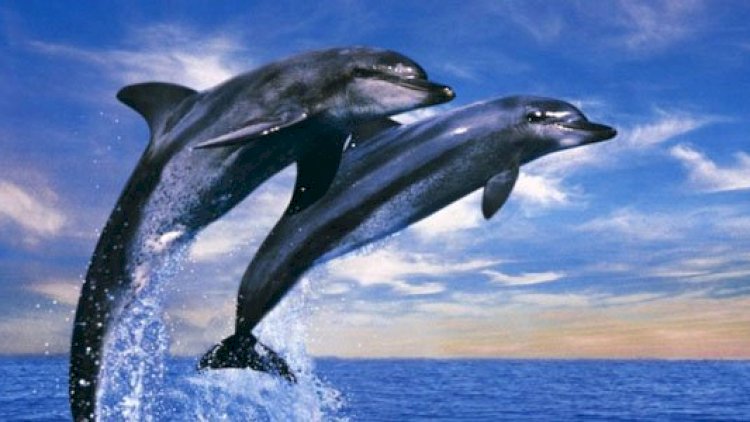    Qara dənizdə daha 30 delfin cəsədi tapıldı   