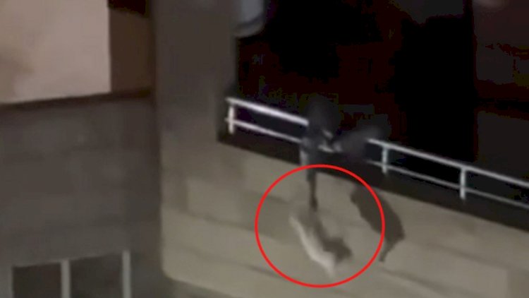    Pişiyi balkondan sallayan şəxs polisə çağırıldı   
