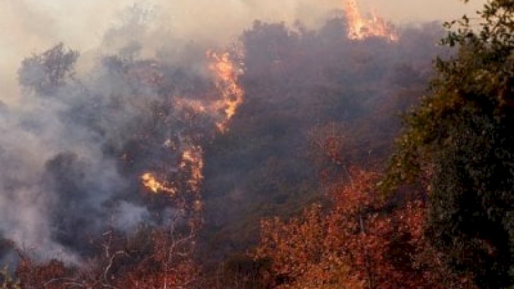    Kaliforniya yanğınında ölənlərin sayı 24-ə çatdı   