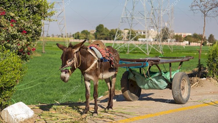    Samuxda maşın eşşək arabasına çırpılıb -   Ölən var