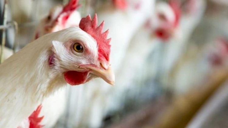    Sağlamlığımıza təhlükə yaradan, biri 65 qəpiyə olan toyuqlar Azərbaycana necə gətirilir?   