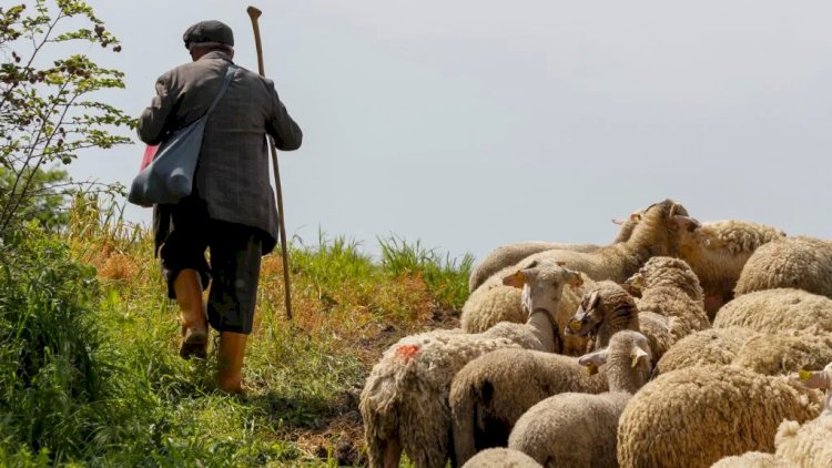    Mingəçevirdə çobanın meyiti tapıldı   