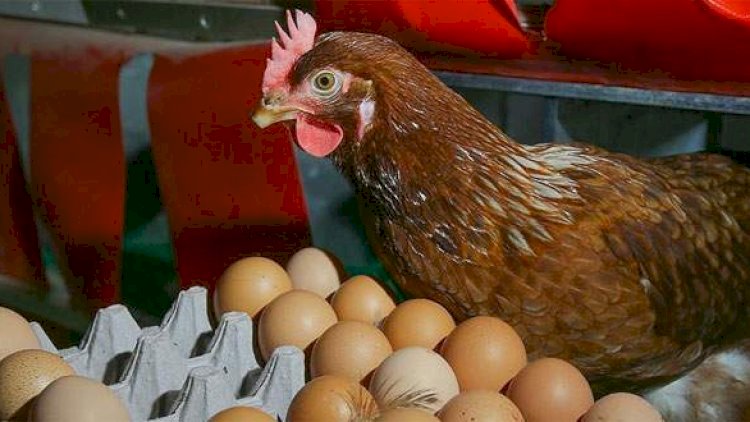    “Giləzi” su altında qaldı: Toyuq və yumurta bahalaşacaq?   
