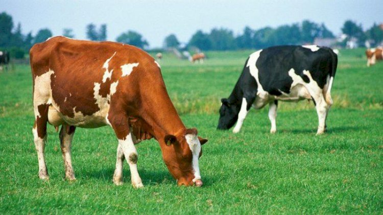    Qatarı dayandıran inəyə görə sahibinə 8 min cərimə kəsildi   