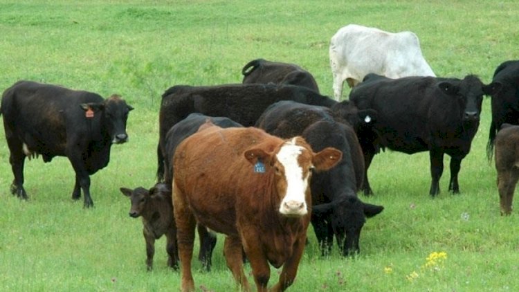    Qurbanlıq heyvan neçəyə olacaq? - “Bu il böyük qiymət fərqi var”   