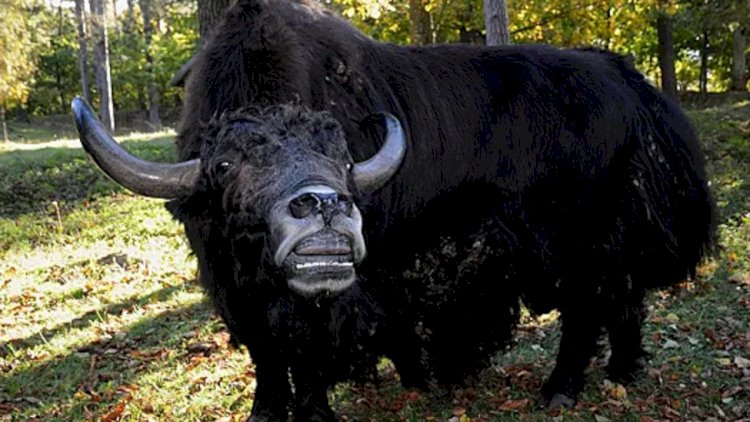    Zooparkda dişi öküzə yem vermək istəyən əcnəbi erkəyin qəzəbinə tuş gəldi   