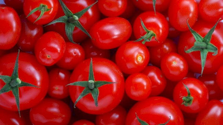    Gömrük Komitəsindən pomidor hesabatı   