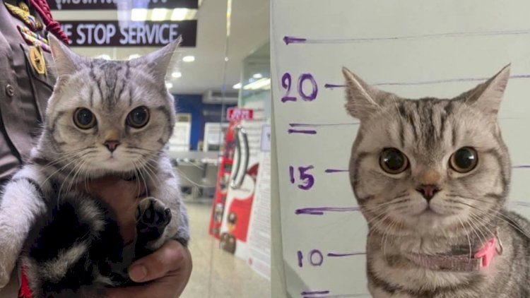    Polisə hücum edən pişik həbs olundu, pəncə izləri alındı   