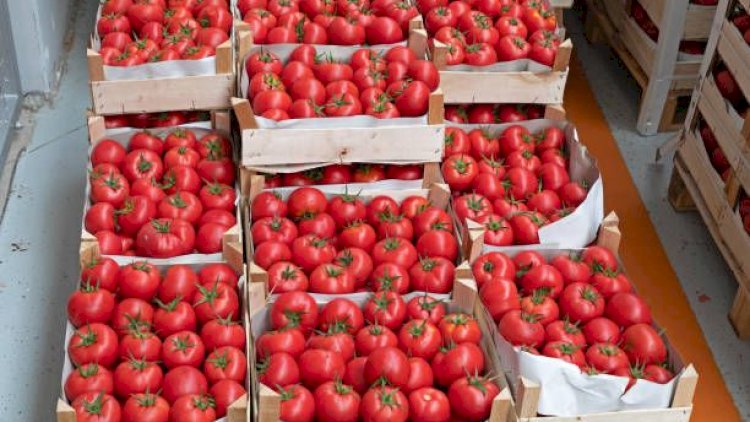    Pomidor “qırmızı qızıl” ola bilər? – “İxracda Rusiyadan asılılıq var”   