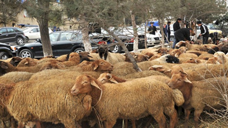    Qurbanlıq heyvanların kəsim ünvanları açıqlandı   