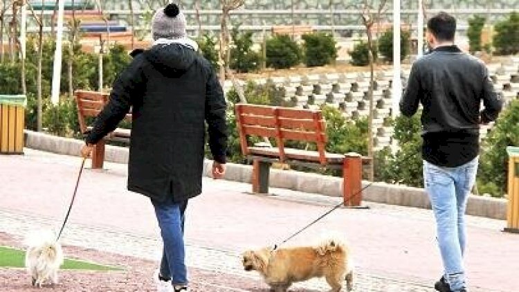    İranın daha bir əyalətində it gəzdirmək qadağan olundu   