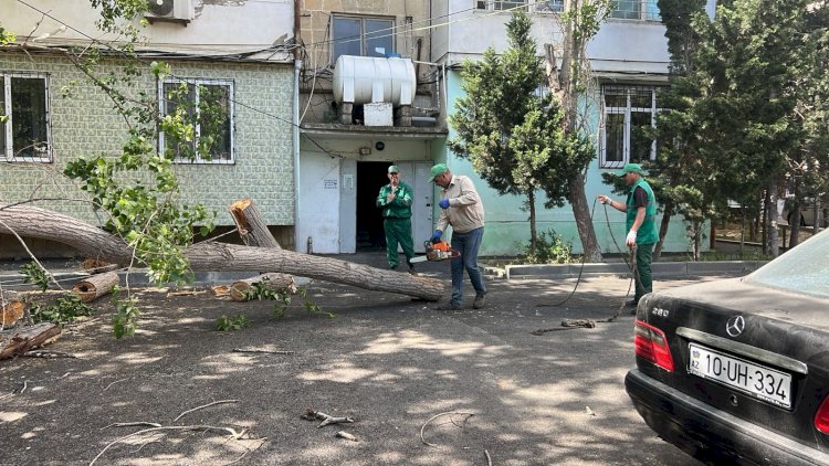    Külək bakıda 37 ağacı qırdı   