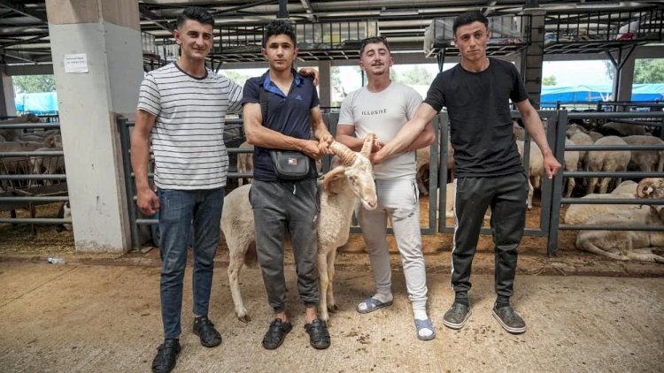    4 buynuzlu qoç satışa çıxarılıb -   Hər buynuz üçün 10 min... + FOTOLAR