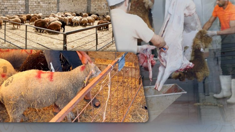    Qurbanlıq ət kimlərə paylanılmalıdır?   