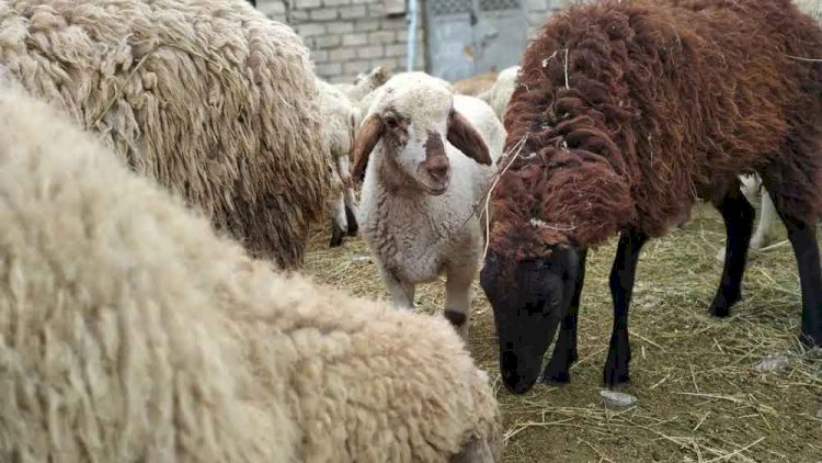    Qurbanlıq bazarında vəziyyət “qızışdı”:   Qiymətlər qalxdı...