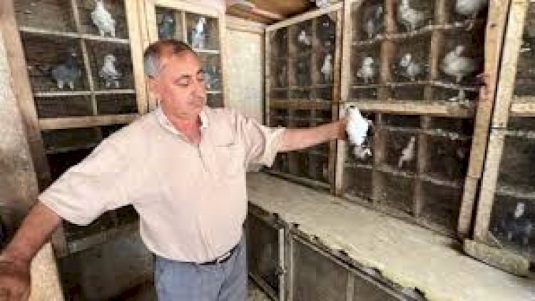    “Yaşama səbəbim bu quşlardır” – Ürək dağlayan hekayə   