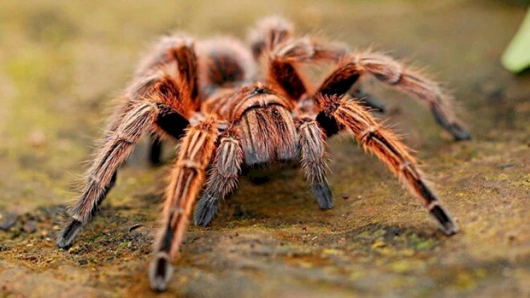    Peçenye qutusundan 1500 tarantula çıxdı – Hava limanında şok hadisə   