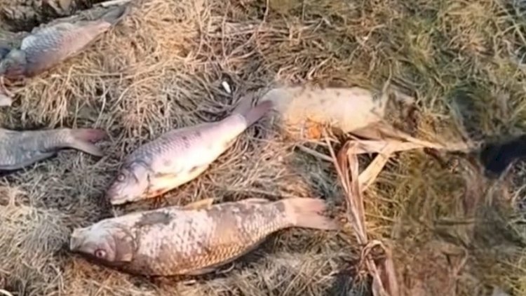    Balıqların kütləvi ölümünün səbəbi açıqlandı   
