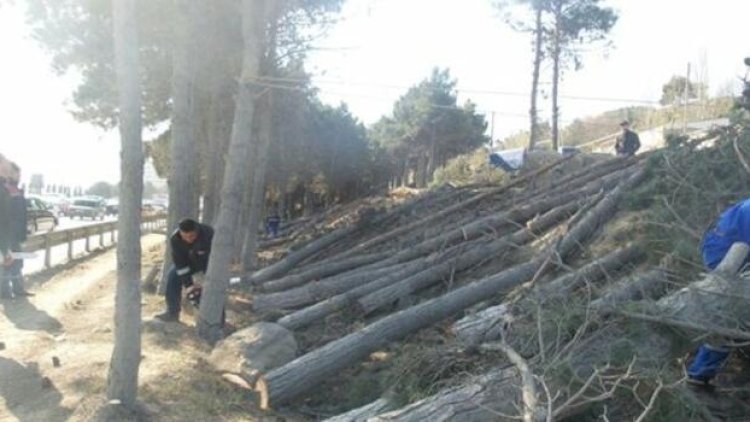    Bakıda yaşıllıqlara 13 min manatdan çox ziyan dəyib - Dövlət Xidməti   