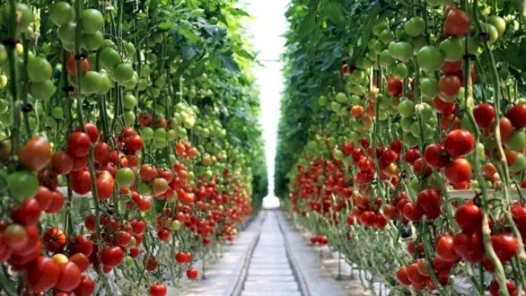    “Agroterm” MMC – Nizamnamə kapitalını 2 milyon azaldır   