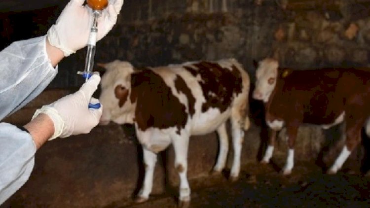    Xəstə heyvanların əti Bakıya gətirilir?   - ŞOK İDDİA