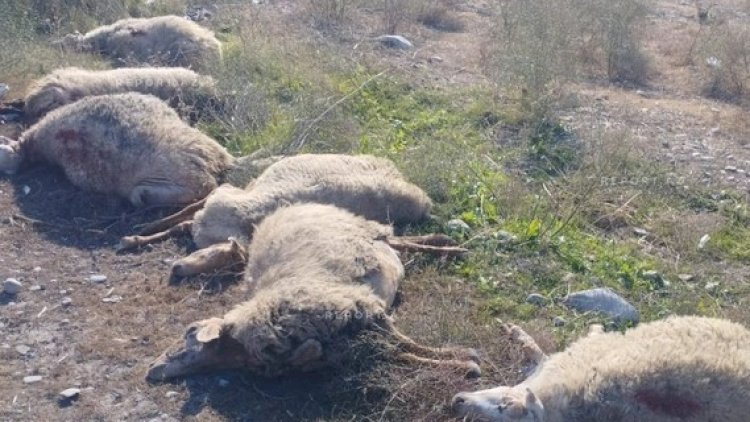    Kürdəmirdə mikroavtobus heyvan sürüsünə çırpılıb, 10 baş qoyun tələf olub   