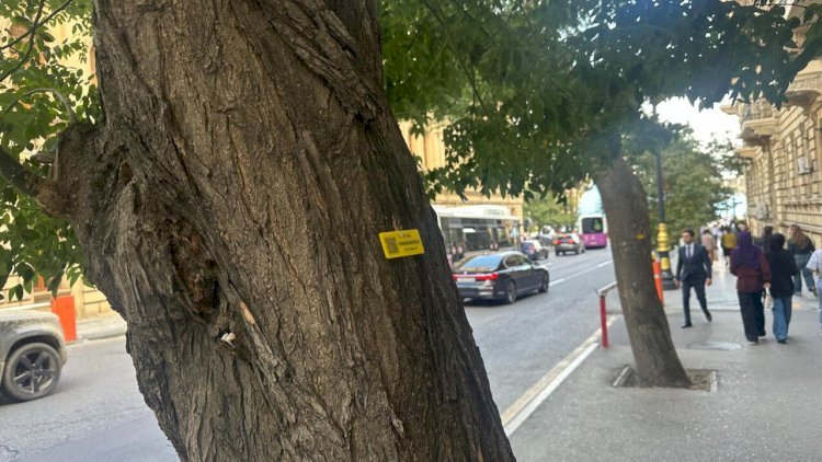    Hər ağacın kölgəsində bir gələcək gizlənir   