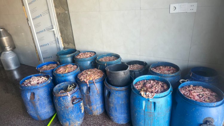    Novxanıda ət skandalı:   Kəsim məntəqəsində dəhşətli mənzərə üzə çıxdı