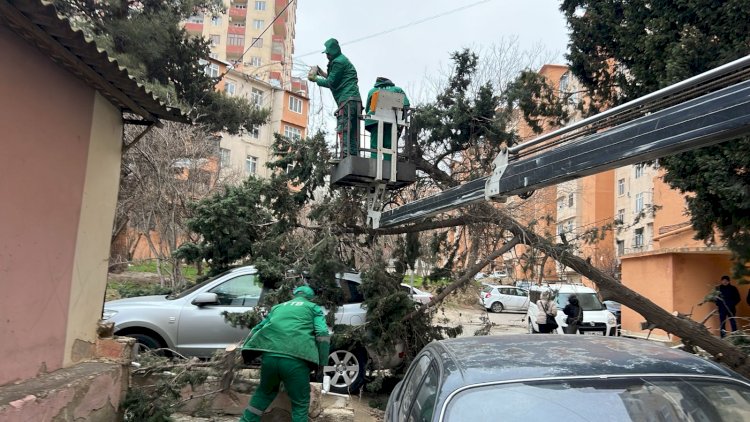    Güclü külək Bakıda 19 ağacı aşırdı -   FOTOLAR