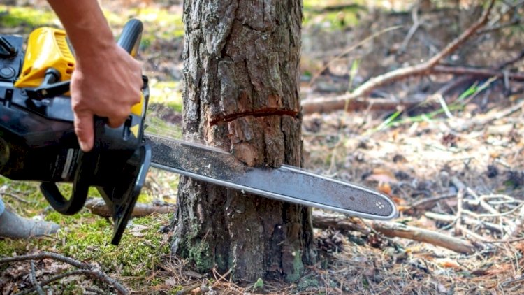    Bakının 2 rayonunda ağacların qanunsuz kəsimi: 25680 manat ziyan dəyib   