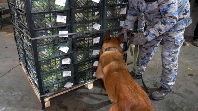    İrandan Rusiyaya kahı aparan yük maşınında 79 kq marixuana aşkarlandı   