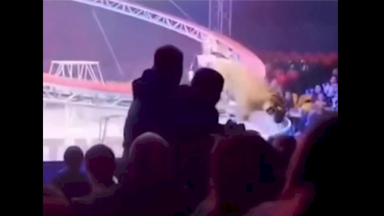    Rusiyada sirkdə dəhşətli anlar: pələng insanların arasında   - VİDEO