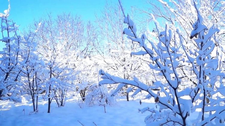    Bu bölgədə qarın hündürlüyü 25 santimetrə çatıb -   FAKTİKİ HAVA